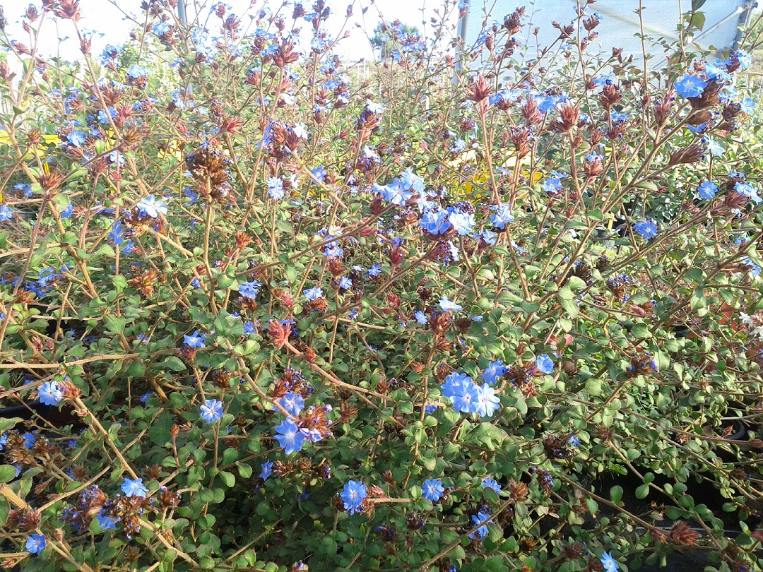 plumbago taille