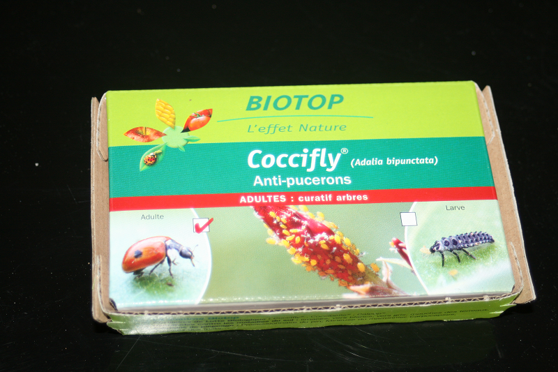 Coccifly1-biotop_Prestavert