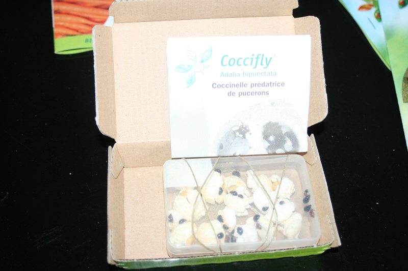 Coccifly2-biotop_Prestavert