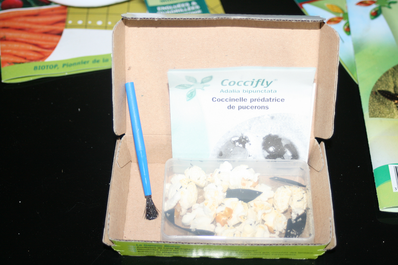 coccinelles-larves1-biotop_Prestavert